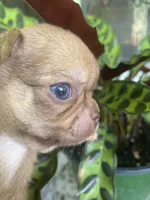Consuelo, a female Chihuahua for sale in Lafayette, LA – 1 of 1