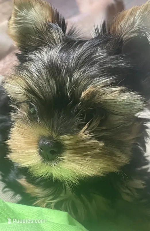 LiL Rockswell – Yorkshire Terrier puppy for sale in Lafayette, LA
