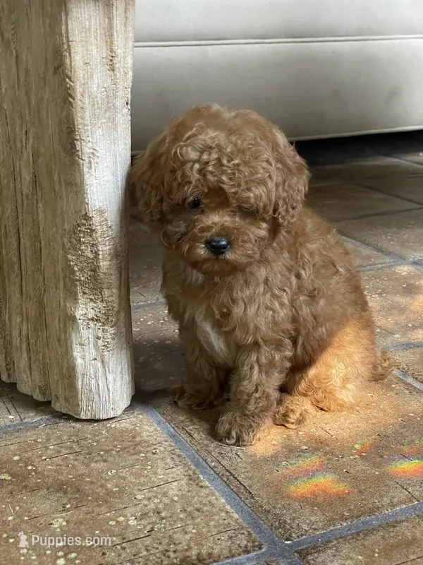 Redford – Poodle - Toy  puppy for sale in Lafayette, LA