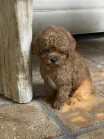 Redford, a male Poodle - Toy  for sale in Lafayette, LA – 1 of 1