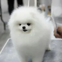 ExTra Tiny Tim, a male Pomeranian for sale in Lafayette, LA – Photo 3 of 3