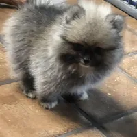 ExTra Tiny Tim, a male Pomeranian for sale in Lafayette, LA – Photo 2 of 3