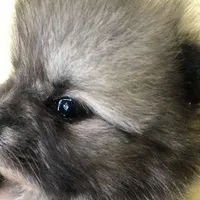 ExTra Tiny Tim, a male Pomeranian for sale in Lafayette, LA – Photo 1 of 3