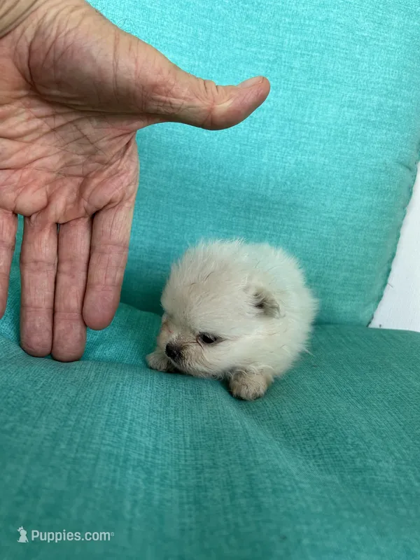 ExTra Tiny Casper – Maltese puppy for sale in Lafayette, LA