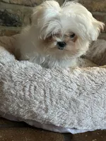 ExTra Tiny Casper, a male Maltese for sale in Lafayette, LA – Photo 2 of 2
