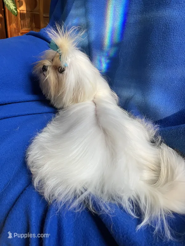 ExTra  Tiny Thumbalina – Maltese puppy for sale in Lafayette, LA