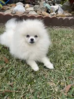 Luna, a female Pomeranian for sale in Lafayette, LA – 3 of 3