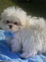 ExTra Tiny Thumbalinma, a male Maltese for sale in Lafayette, LA – 1 of 3