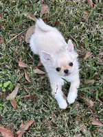 Thumbalina, a female Chihuahua for sale in Lafayette, LA – Photo 2 of 3