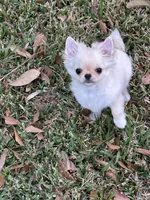 Thumbalina, a female Chihuahua for sale in Lafayette, LA – Photo 1 of 3