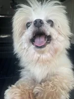ExTra  Tiny Thumbalina, a female Maltese for sale in Lafayette, LA – 2 of 2