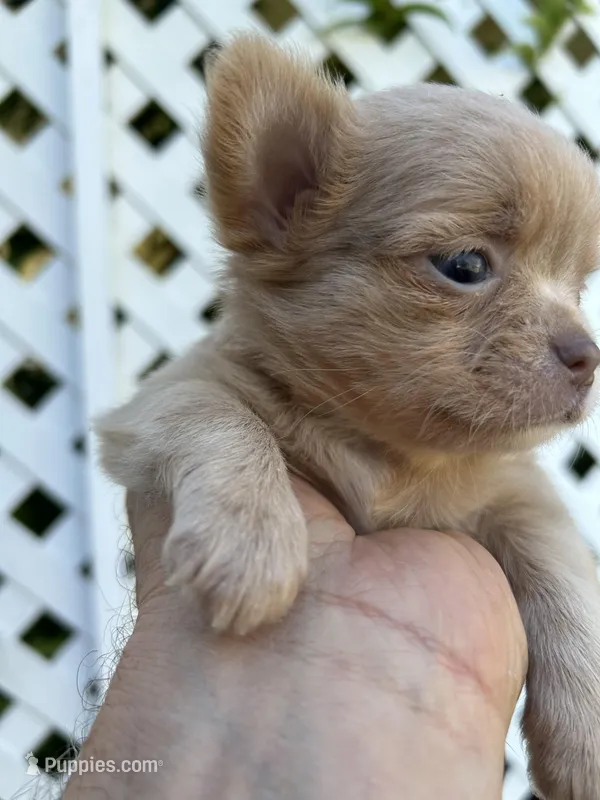 Pablo, a male Chihuahua for sale in Lafayette, LA – 1 of 1