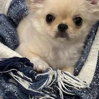 Lil Angel, a female Chihuahua for sale in Lafayette, LA – Photo 2 of 3