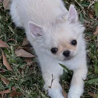 Lil Angel, a female Chihuahua for sale in Lafayette, LA – Photo 3 of 3