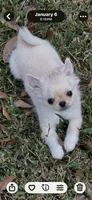 Lil Angel, a female Chihuahua for sale in Lafayette, LA – Photo 2 of 3