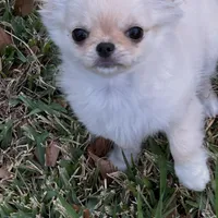 Lil Angel, a female Chihuahua for sale in Lafayette, LA – Photo 1 of 3