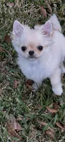 Lil Angel, a female Chihuahua for sale in Lafayette, LA – Photo 3 of 3