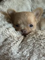 Angel, a female Chihuahua for sale in Lafayette, LA – 4 of 4