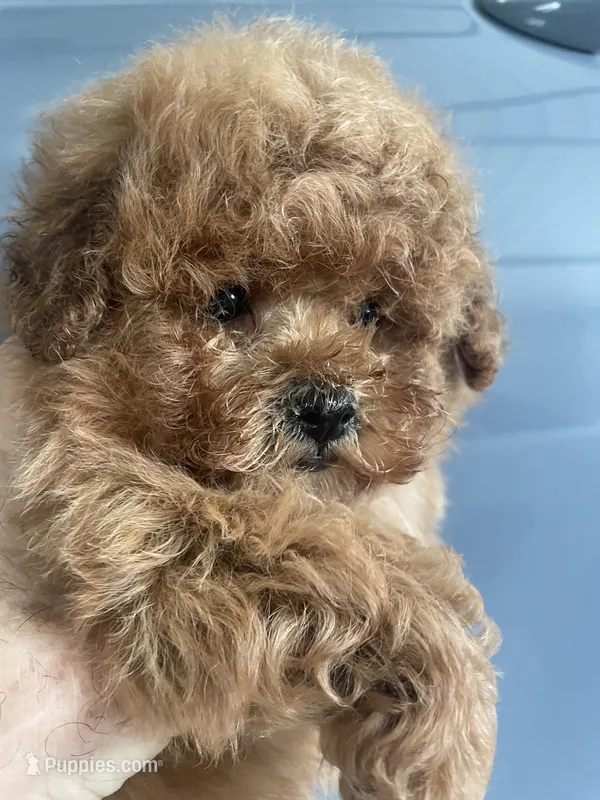 Mavrick – Poodle - Toy  puppy for sale in Lafayette, LA