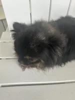 Jamaica, a female Chihuahua for sale in Lafayette, LA – Photo 5 of 5