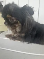 Jamaica, a female Chihuahua for sale in Lafayette, LA – Photo 1 of 5