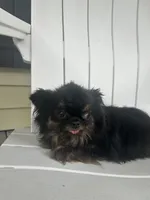 Jamaica, a female Chihuahua for sale in Lafayette, LA – Photo 4 of 5