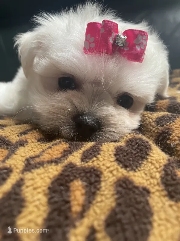 Zha Zha – Maltese puppy for sale in Lafayette, LA