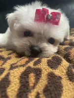 Zha Zha, a male Maltese for sale in Lafayette, LA – 1 of 1