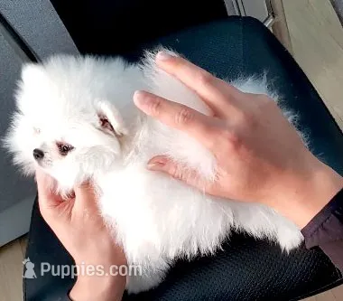 Luna – Pomeranian puppy for sale in Lafayette, LA