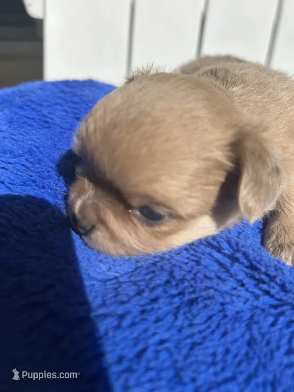 Chuck Norris – Chihuahua puppy for sale in Lafayette, LA