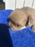 Chuck Norris, a male Chihuahua for sale in Lafayette, LA – 1 of 1