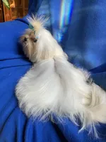 ExTra Tiny Thumbalinma, a male Maltese for sale in Lafayette, LA – 3 of 3