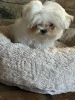 ExTra Tiny Thumbalinma, a male Maltese for sale in Lafayette, LA – 2 of 3