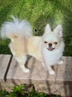 Ch Sired Cloud, a male Chihuahua for sale in Lafayette, LA – 2 of 2