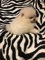 T-Cup Tiny Tot, a male Pomeranian for sale in Lafayette, LA – Photo 1 of 4