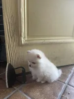 T-Cup Thumbalina, a female Pomeranian for sale in Lafayette, LA – Photo 2 of 2