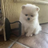 T-Cup Tiny Tot, a male Pomeranian for sale in Lafayette, LA – Photo 2 of 4
