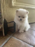 T-Cup Thumbalina, a female Pomeranian for sale in Lafayette, LA – Photo 1 of 2