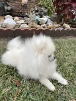 Luna, a female Pomeranian for sale in Lafayette, LA – 2 of 3