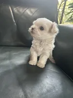 ExTra  Tiny Maltese Korean Lines, a female Maltese for sale in Lafayette, LA – 3 of 3