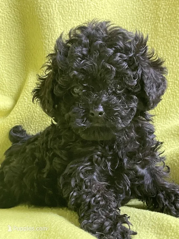 Black Jack, a male Poodle - Toy  for sale in Lafayette, LA – 1 of 1