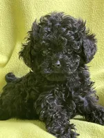 Black Jack, a male Poodle - Toy  for sale in Lafayette, LA – 1 of 1