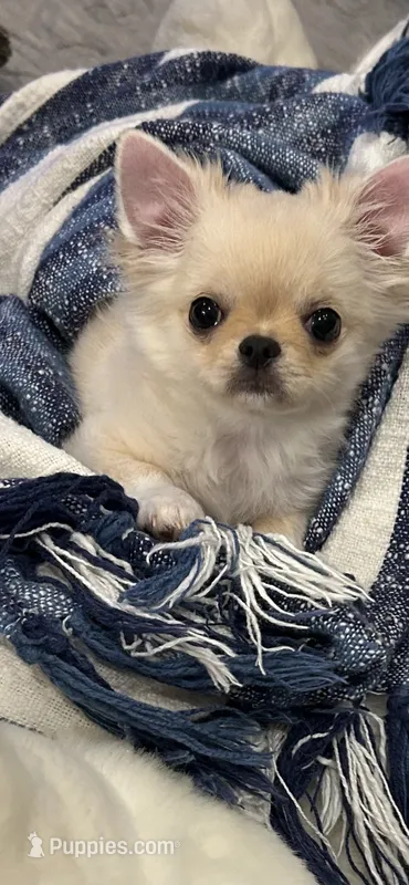 Ch Sired Cloud – Chihuahua puppy for sale in Lafayette, LA