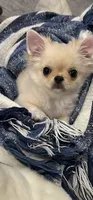 Ch Sired Cloud, a male Chihuahua for sale in Lafayette, LA – 1 of 2