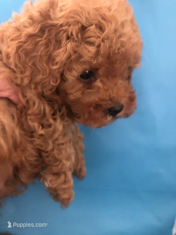 Lucy – Poodle - Toy  puppy for sale in Lafayette, LA