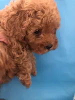 Lucy, a female Poodle - Toy  for sale in Lafayette, LA – 1 of 1