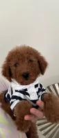 Light blue bow, a male Miniature Goldendoodle for sale in Germantown, MD – 1 of 2