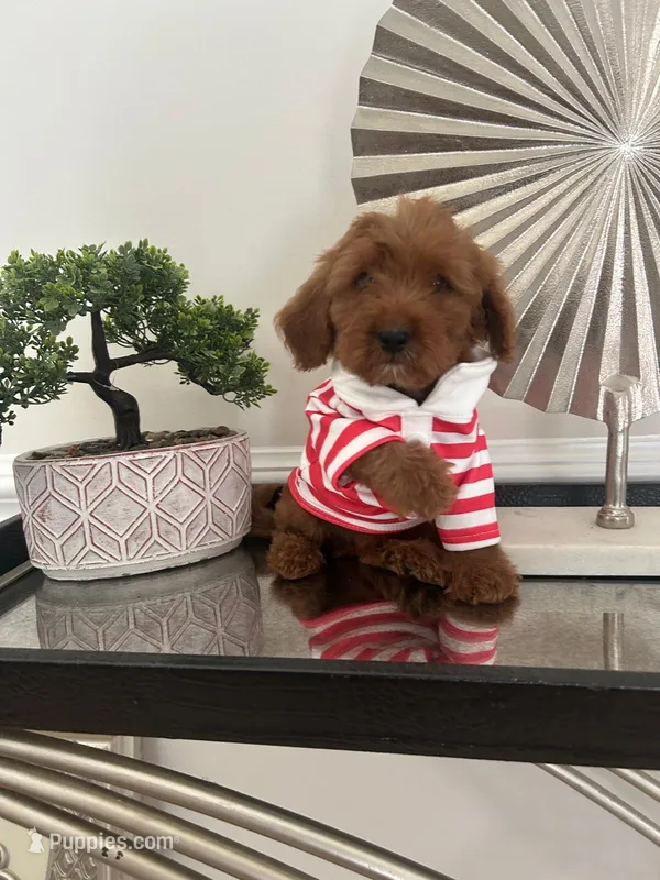 Red bow – Miniature Goldendoodle puppy for sale in Germantown, MD