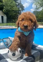 Light blue bow, a male Miniature Goldendoodle for sale in Germantown, MD – 2 of 2