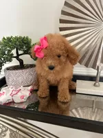 Purple Bow, a female Miniature Goldendoodle for sale in Germantown, MD – 1 of 3